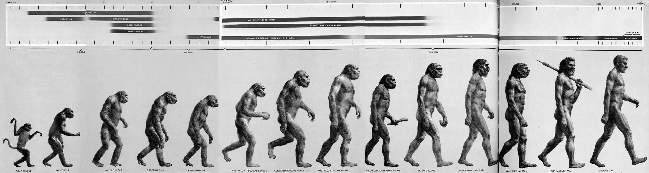 Evolution illustration